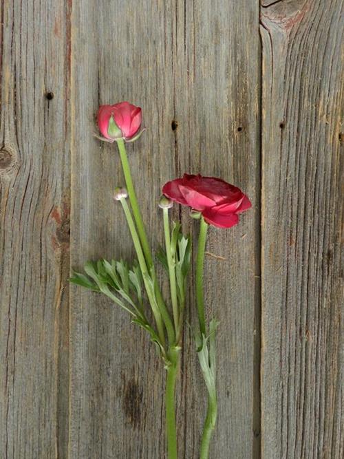 HOT PINK RANUNCULUS